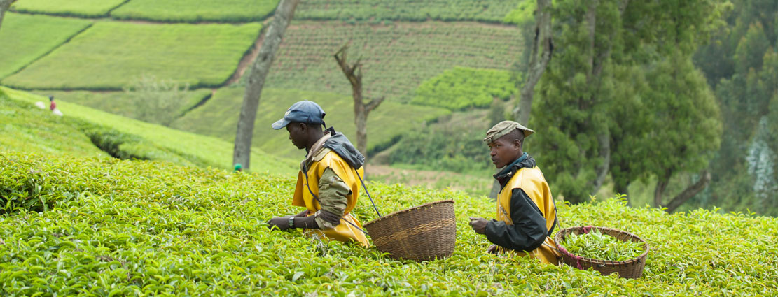 Kitabi Tea Processing Facility